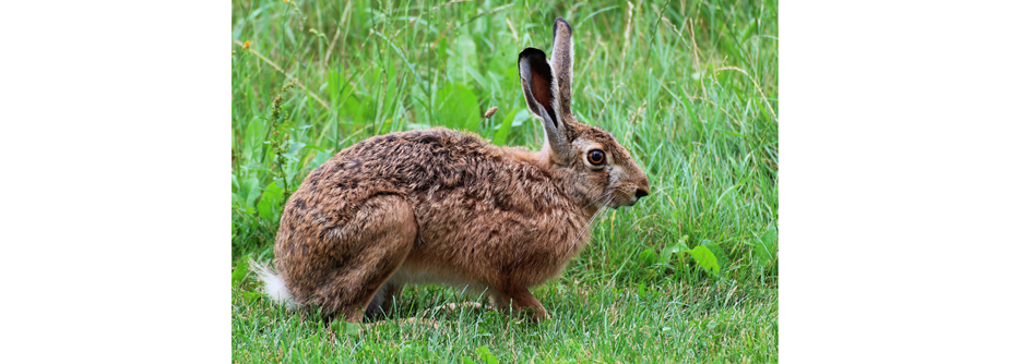 Hare